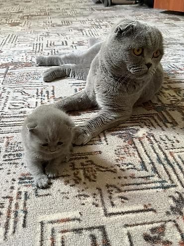 Продажа кошек: Шотландские котята,(страйт и скотиш фолд) окрас голубой (blue). Отец — 3
