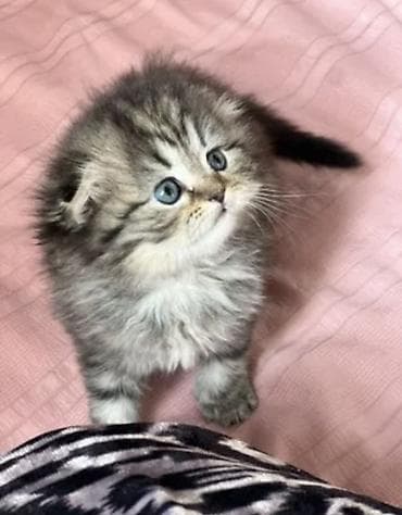 котенок белый купить: Скотиш Фолд ( вислоухий) 
цвет;мраморный
 2 месяцев 
Г.Ош девочка — 1