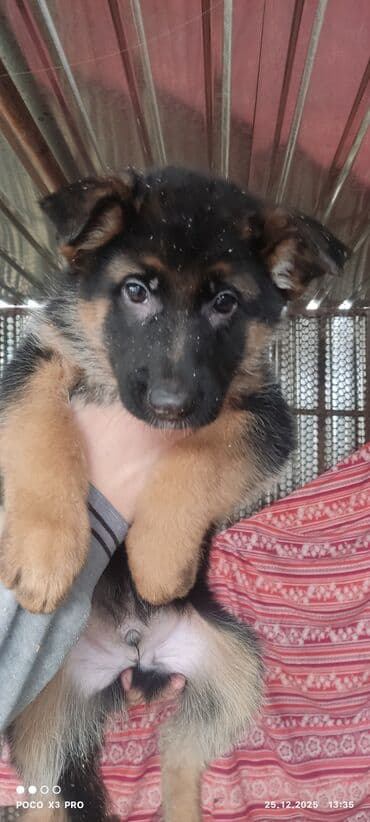 животные на р: Продаются очеровательные чистокровные щенки немецкой овчарки родились — 5