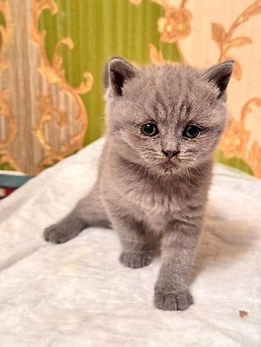 породистые кошки цена: Породистые котята серых и бежевых окрасов. Описание: - Тип — 2