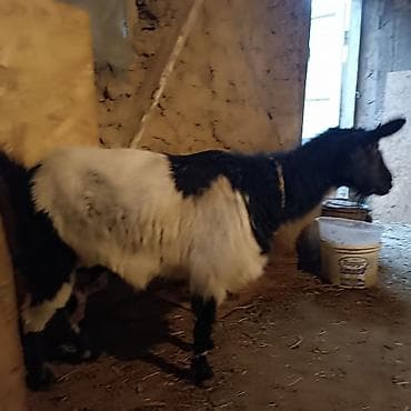 соль для крс: Продаю | Коза (самка) | Полукровка | Для молока — 2