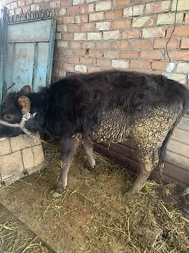 бирки для животных: Продаю | Тёлка | Полукровка | На откорм | Привязанные — 3