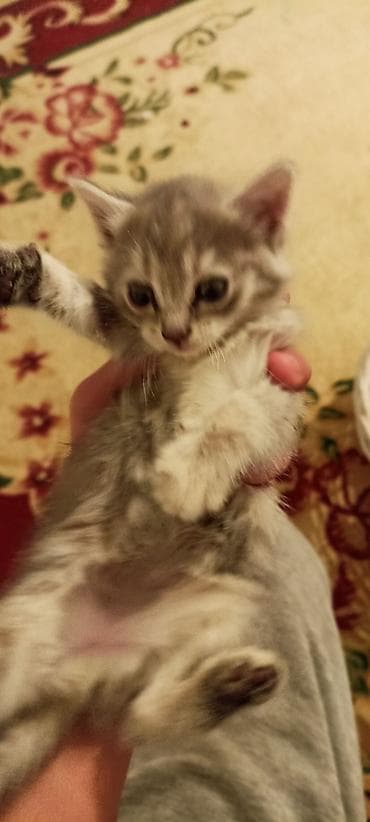 коша: Русская голубая, 2 месяца, Мальчик, Проглистована — 5