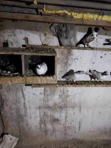 Животные: Продаю головастики,пакистанцы,такла турецкая,есть готовые пары и — 2