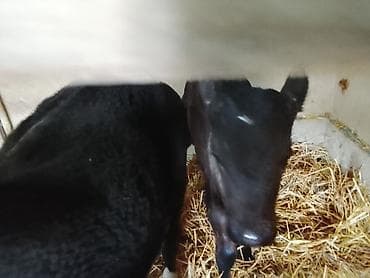 скамья скота: Продаю | Музоо, торпок — 1