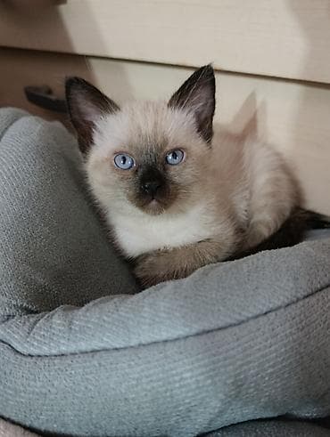 сиямские кошки: Сиамская, 2 месяца, Девочка — 1