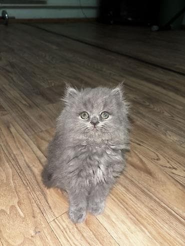 Животные: Породистые котята серого окраса Описание: - Милые котята с — 4