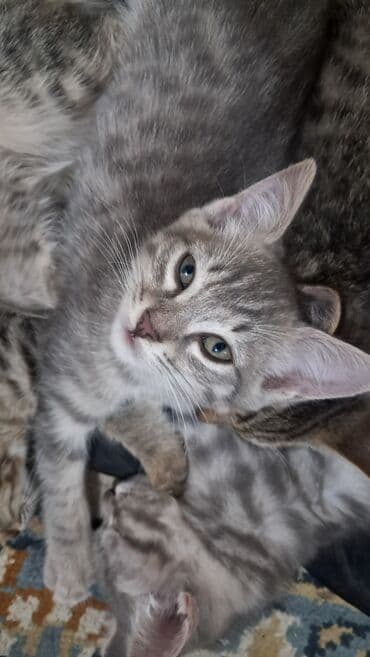 малек форели: Отдаём котят игривые ласковые в еде не привередливые 2 — 1