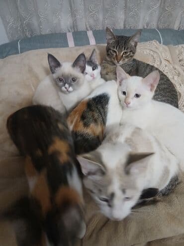 сколько стоит пуфик: Отдам котят в хорошие руки 4 по 1,5 месаца и 4 по 2,5 месаца. Только в — 10