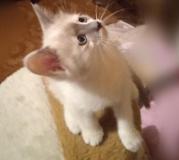 сиамская кошка котята: Продаю котята сиамские мальчик и девочка 1,6 месяца, воспитанные — 1