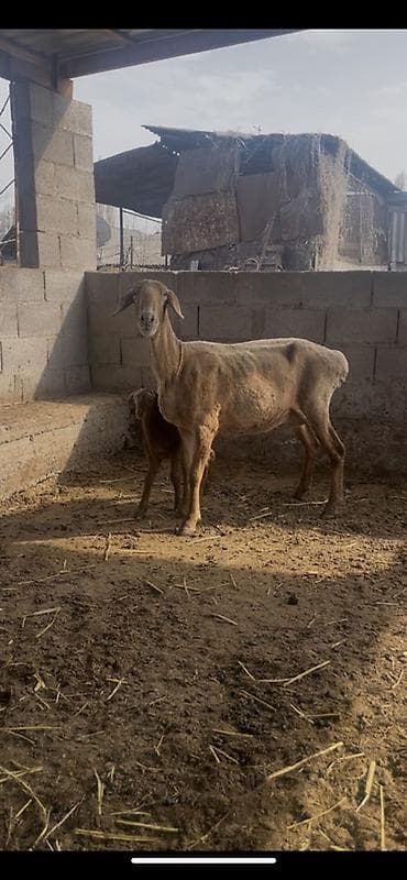 Үй жаныбарлары: Сатам | Ургаачы кой (ургаачы) | Арашан | Көбөйтүү үчүн | Ургаачы — 2