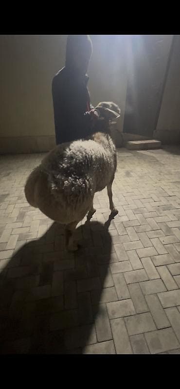 животные бараны: Продаю | Баран (самец) | Для разведения — 3