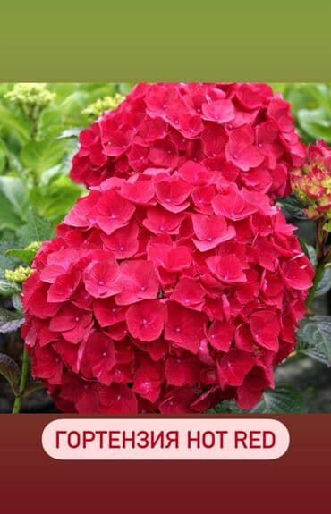 цветы гартензии: Продаю шикарные кусты гортензии! Хороший выбор сортов: -метельчатая — 3