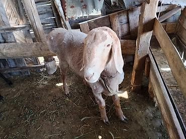 стрижка для овец: Продаю | Овца (самка) | Для разведения — 4
