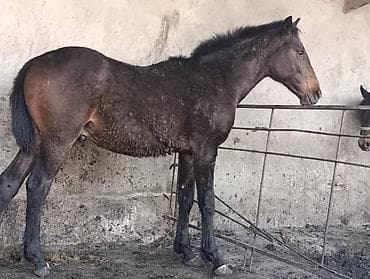 баран матка: Продаю | Жеребец | Рабочий — 4