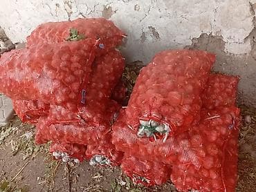 пияз цена: Продаю чеснок местный цена 100 сом адрес село Петровка — 4