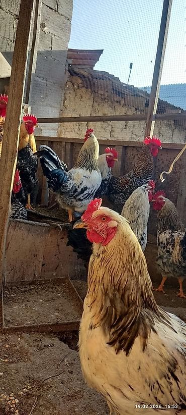 Үй жаныбарлары үчүн товарлар: Сатам | Короздор | Көбөйтүү үчүн — 1