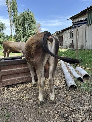 музоо фото: Продаю | Бык (самец), Тёлка | На откорм | Отела не было — 3