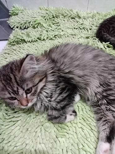 Кемирүүчүлөр: Срочно продаются котята от мама- британки,домашние, пушистые и — 6