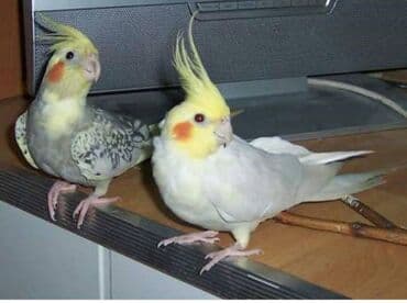 Иттер: Кареллы хорошо обучаются к разговору и становятся ручными — 3