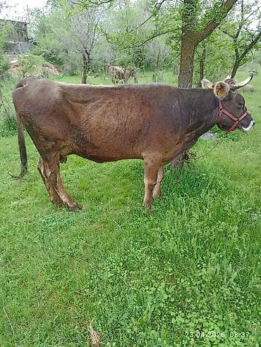 козу сатылат бишкек: Сатам | Уй (ургаачы) | Сүт алуу үчүн | Байланган — 2