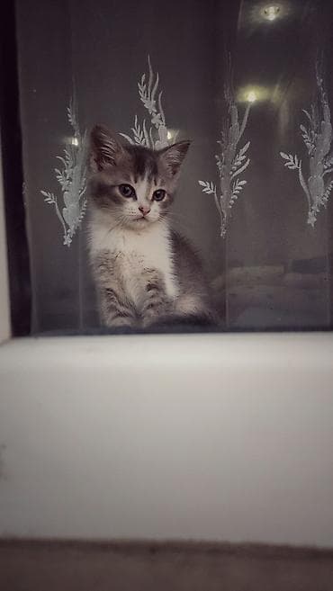 швейцарская кошка: Котёнок серо-белого окраса с белой грудкой и лапками. Короткошёрстный — 1