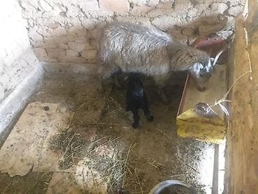 уй ала тоо парода: Продаю | Коза (самка) | Для разведения — 3