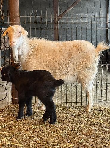 кара балта животные: Продаю | Козлёнок | Полукровка | На забой | Племенные — 1