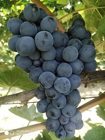 Другие товары для дома: Виноград В розницу — 10