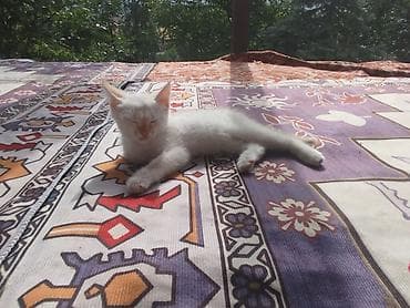 scottish fold: Котёнок кремово-белого окраса - Нежный короткошёрстный котёнок с — 2