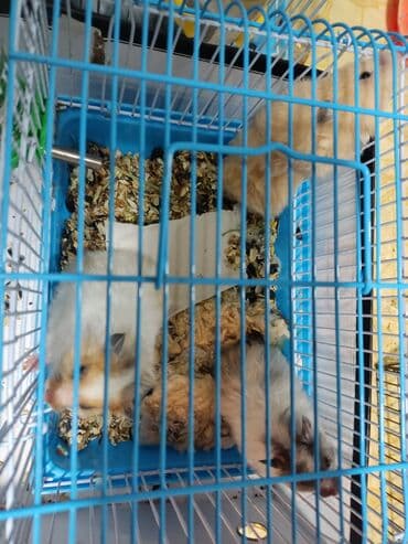 сирийский хомячок: Маленькие пушистые сирийские хомячки. Очень игривые, ручные, не — 3