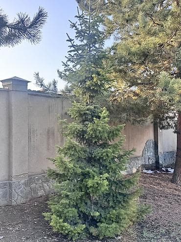 новогодняя: Хвойные декоративные растения для ландшафта Предлагаются взрослые — 8