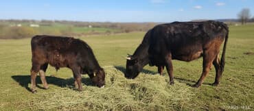 Грызуны: Продаю | Тёлка | Полукровка | Для разведения | После отела — 1