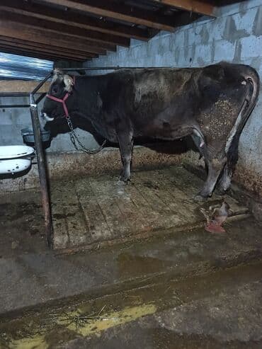 животные домашние: Продаю | Корова (самка) | Алатауская, Швицкая | Для разведения, Для молока | После отела — 2