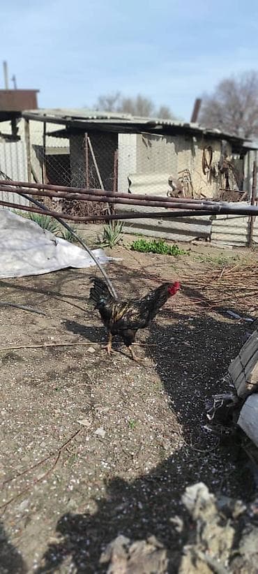 рысь кошка: Продаю | Петух — 2