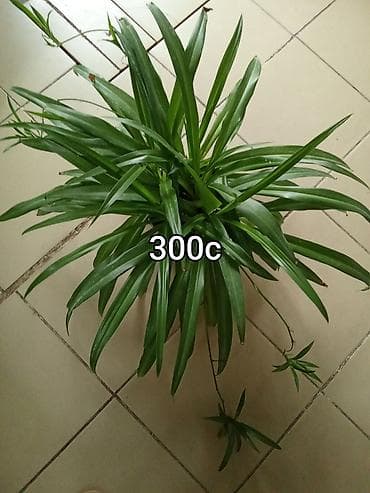 малочай миля: Комнатные и садовые растения в горшках. 1) Замиокулькас (долларовое — 6