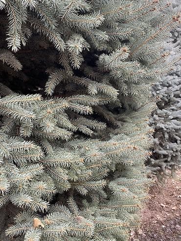 md 4030: Саженцы деревьев: Ели — 3