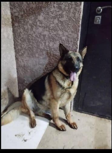 немец: Немис овчаркасы, 4 айлык, Ургаачы, Эмделген — 4