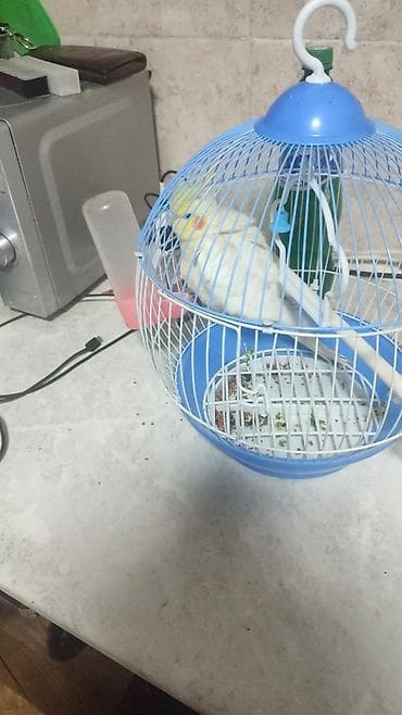 инкубатор автамат: Корелла (нимфа) лимонно‑жёлтого окраса в комплекте с круглой — 2