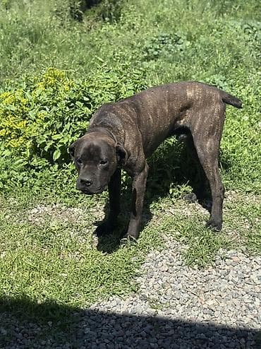 собаки пидбуль: Продается собака кане корсо, тигровый окрас (темно-коричневый с — 1