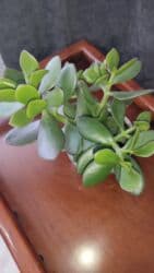 садовая тачка цена: 1) Герань розовидная красная - 450с 2) Доллоровое дерево в белом — 6