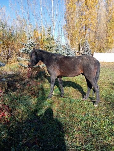 Продаю | Конь (самец) | Рабочий