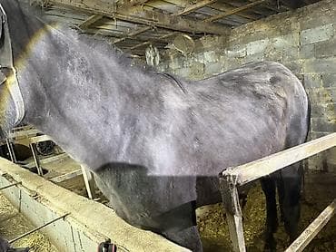 байталдар: Продаю | Жеребец | Английская | Рабочий — 3