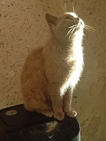 бобтейл кошка: 2кота на вязку 1 голубой цвет 1 лиловый Шатландские г Ош — 3