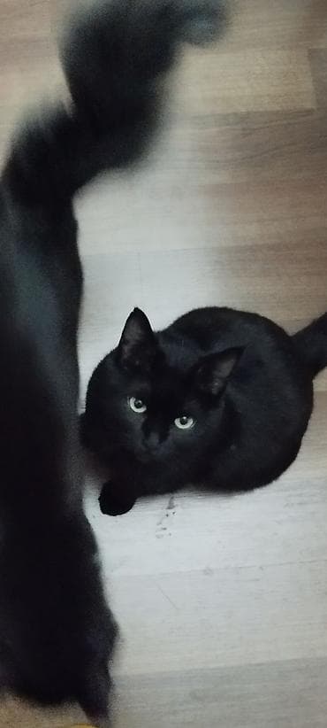 кошки шотланские: Кошка даром: Беспородная, Девочка, Приучена к лотку — 3