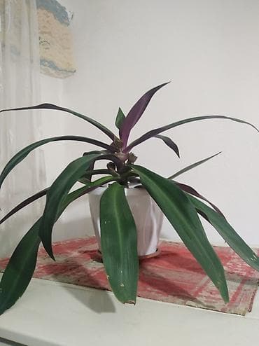 эписция альсобия: Комнатное растение «Рео» (Tradescantia spathacea, синоним Rhoeo — 2