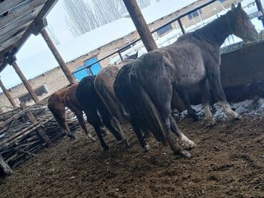 Аквариумы: Продаю | Кобыла (самка), Конь (самец), Жеребец | Полукровка, Першерон, Дончак | На забой, Для разведения, Для молока | Племенные, Осеменитель, Мерин — 1