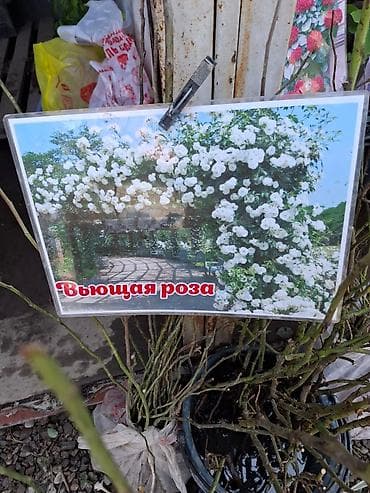 Дом и сад: Саженцы Самовывоз — 5