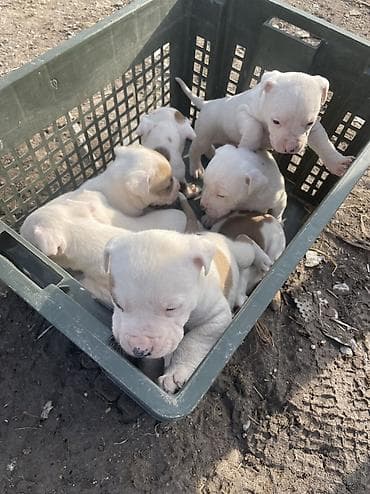 срочна алмашам: Питбуль, 1 месяц, Самец — 2