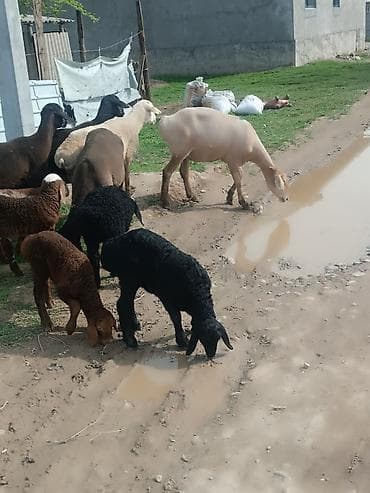 куплю козу на молоко: Продаю | Овца (самка) | Полукровка | Для разведения | Матка — 4